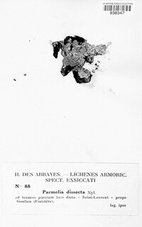 Image of Hypotrachyna horrescens
